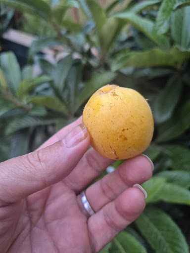 سه شنبه بازار سرخرود