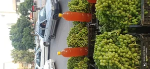 لیمو سرای سالار 5