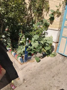 سفیر جنوبی
