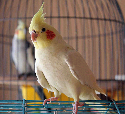 پرنده فروشی