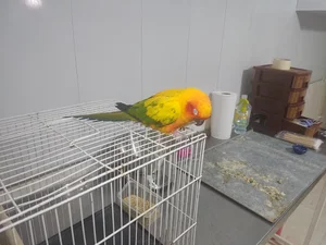 کلینیک اختصاصی پرندگان مهر