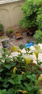 خانه سنتی پرهامی 3
