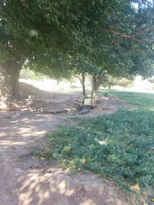 صحرا نخجیرو