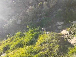 حەوشێ رۆم