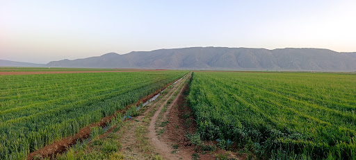 صنايع رنگ و رزين مام