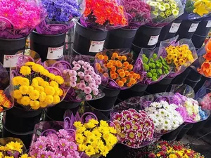 گلخانه گلستانه