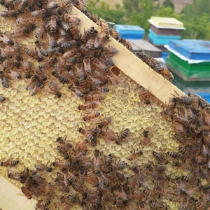 فروشگاه موسویان