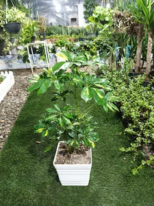 گلکده ماهورا