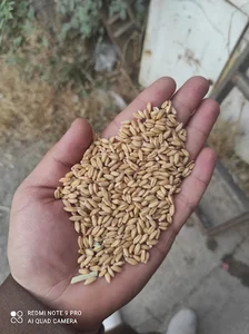 غله فروشی لاوازه