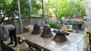 گلاب گیری گلستان ایرانیان (دایی علی )