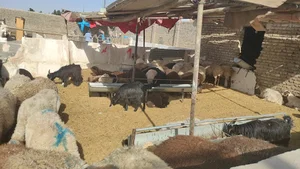 دامداری جمشیدی