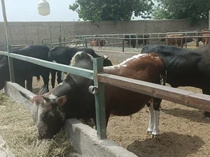 گاوداری علی محمدی
