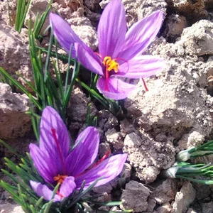 عطاری سبحانی