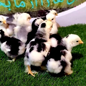 مجموعه ماکیان زینتی مرغ طلا/مرغ زینتی