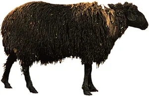 Karakul'