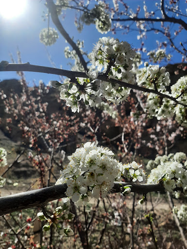 Arezo Garden باغ آرزو