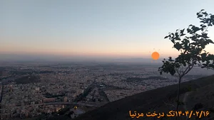 تک درخت مرتیا
