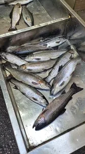 بازار میوه و تره بار تهرانسر 3