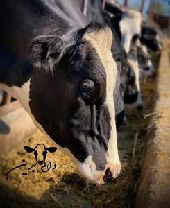 Dame Barin Dairy Farm دامپروری دام برین
