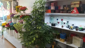 گل گیشا
