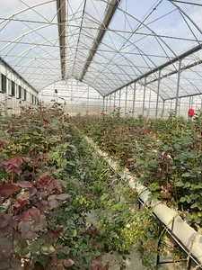 Persian Caspian Flower Companyکاسپین گل پارسیان