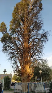 باغمزار