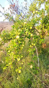 باغ سیب ایرج نجفی