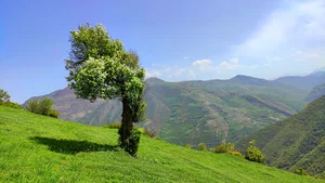 پینوند