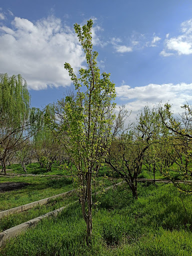 باغ سید محمد کافی موسوی