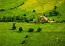 سبزی مارکت بذرافکن