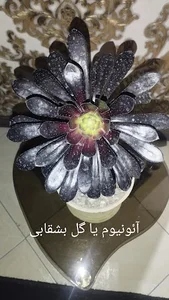 کاکتوس امیر