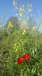 روستای جنت اباد