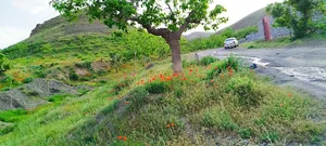 روستای چنار