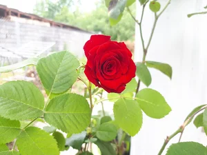 باغ گل و گیاه دادمهر