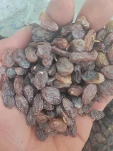 پخش خشکبار عرش 4