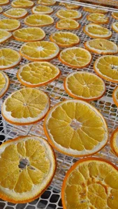 کارگاه میوه خشک پاپلی