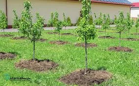 باغ گردو ابراهیم
