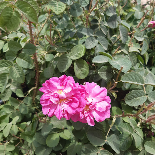 گلستان محمدی میمه
