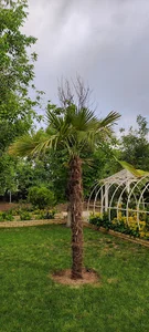 باغ رویایی