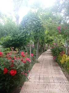 باغ صفار