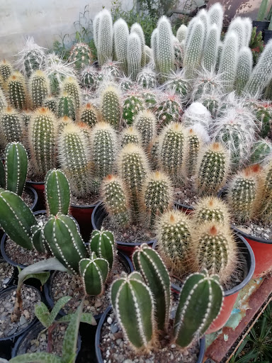 گلخانه گیل کاکتوس