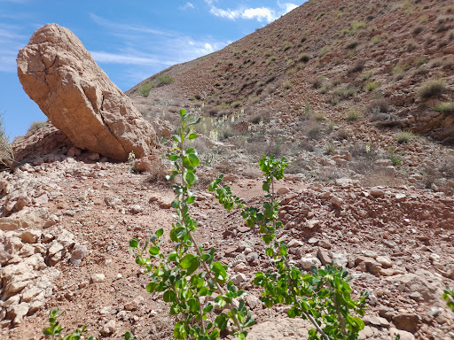 چشمه نی مکرش