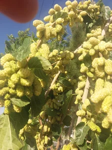 سوپر مواد غذایی عابدینی