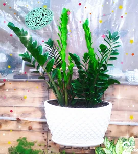 گلسرای دریا قشم
