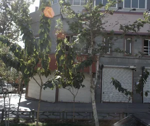 دبیرستان دخترانه مینو 2