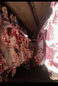 قصابی هاشمی