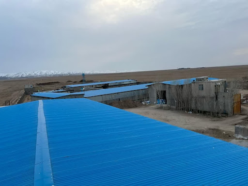 گاوداری شیری حاج داوود قموشی