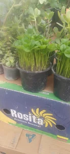 گلفروشی مرادیانی 2