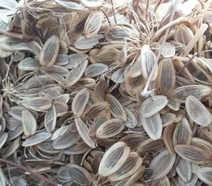انغوزه آذری 3