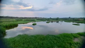 علی اصغری